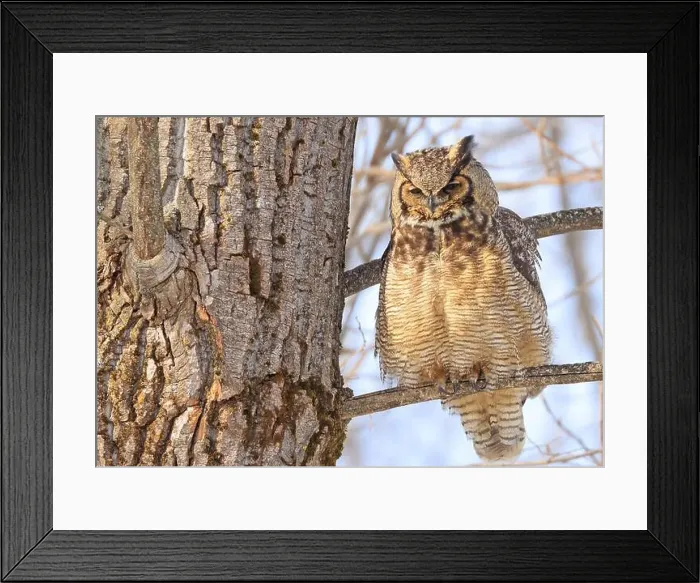 Framed Print : Great-horned Owl sitting on a tree branch in the forest, Quebec, Canada Framed Print : Great-horned Owl sitting on a tree branch in the forest, Quebec, Canada