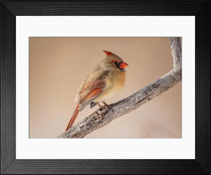 Framed Print : Up close a female Northern Cardinal resting on a branch Framed Print : Up close a female Northern Cardinal resting on a branch