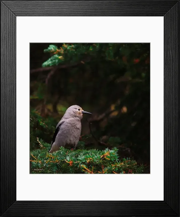 Framed Print : A Clark's Nutcracker that I spotted on my hike to the Lake Agnes Tea House in Banff National Park Framed Print : A Clark's Nutcracker that I spotted on my hike to the Lake Agnes Tea House in Banff National Park