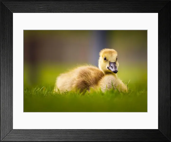 Framed Print : Canada Goose gosling - branta canadensis - resting on grass with its legs tucked under its body Framed Print : Canada Goose gosling - branta canadensis - resting on grass with its legs tucked under its body