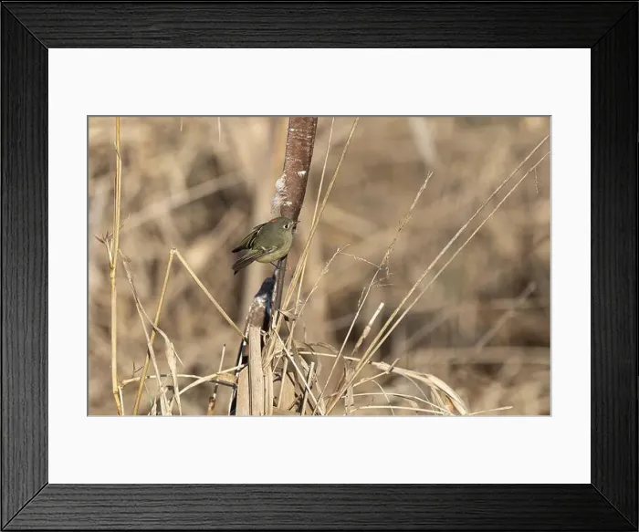 Framed Print : A ruby crowned kinglet Regulus calendula flies among cattails in a north american marsh looking for food