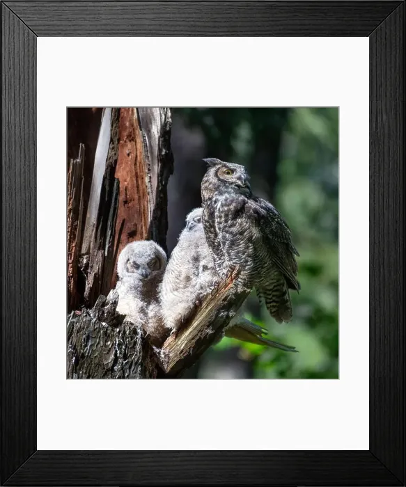 Framed Print : Close-up of a Great Horned Owl and two Owlets in a tree, British Columbia, Canada Framed Print : Close-up of a Great Horned Owl and two Owlets in a tree, British Columbia, Canada