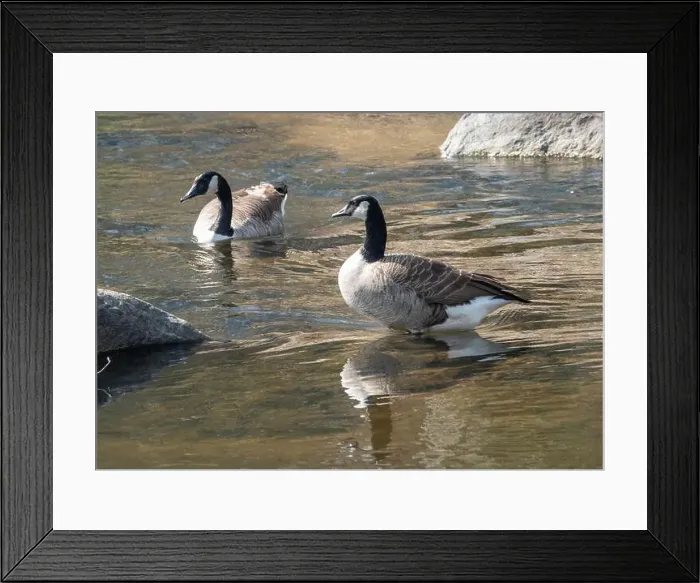 Framed Print : Two Canada geese in bright sunshine in water in a rocky stream Framed Print : Two Canada geese in bright sunshine in water in a rocky stream