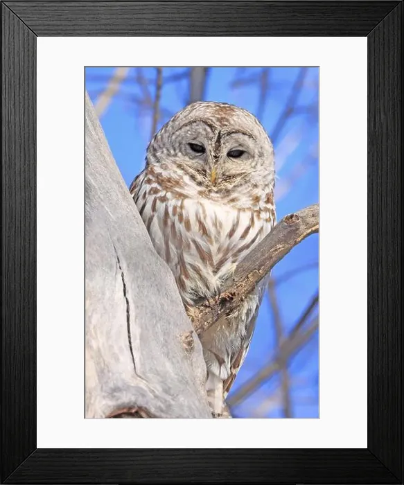 Framed Print : Barred owl sitting on a tree branch, Quebec, Canada Framed Print : Barred owl sitting on a tree branch, Quebec, Canada