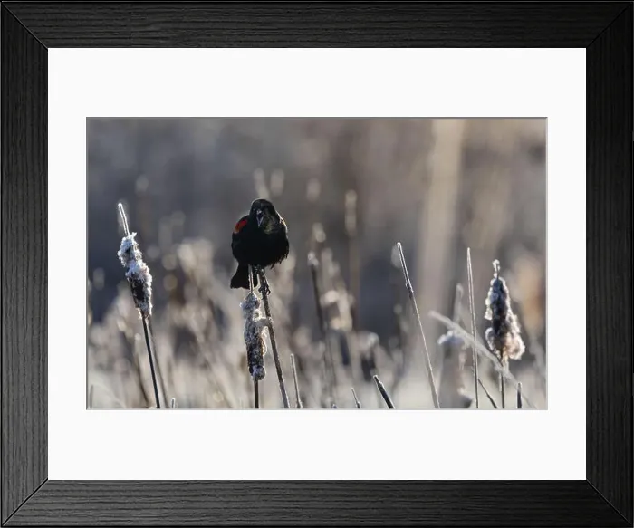 Framed Print : A red-winged blackbird Agelaius phoeniceus sings for a mate amongst cattails in a marshland in Canada Framed Print : A red-winged blackbird Agelaius phoeniceus sings for a mate amongst cattails in a marshland in Canada
