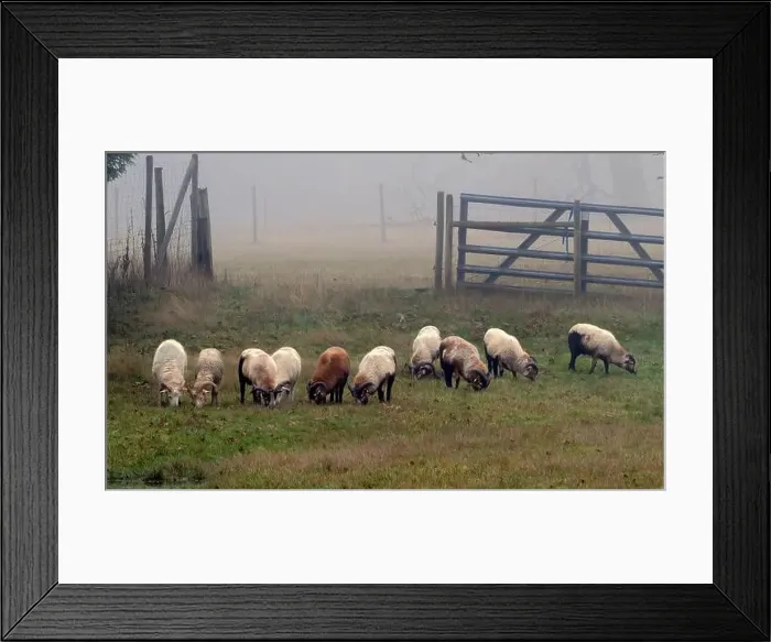 Framed Print : Close-up of a flock of sheep grazing in a field on a foggy day, British Columbia, Canada Framed Print : Close-up of a flock of sheep grazing in a field on a foggy day, British Columbia, Canada
