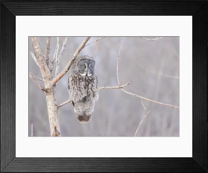 Framed Print : The great grey owl (Strix nebulosa) in winter Framed Print : The great grey owl (Strix nebulosa) in winter