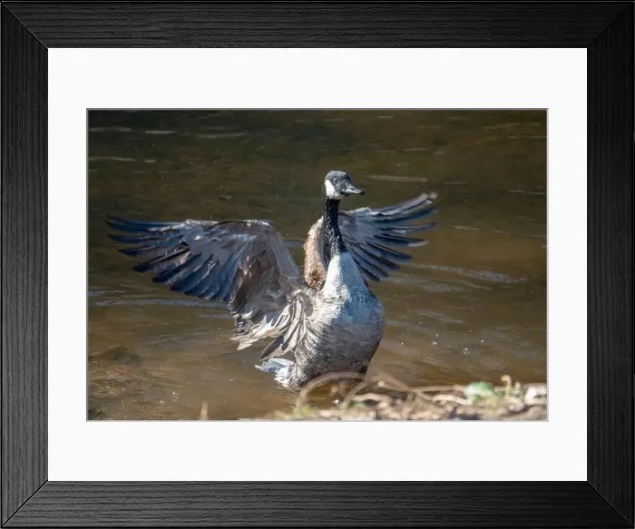 Framed Print : A Canada goose flaps its wings while bathing in a shallow stream Framed Print : A Canada goose flaps its wings while bathing in a shallow stream