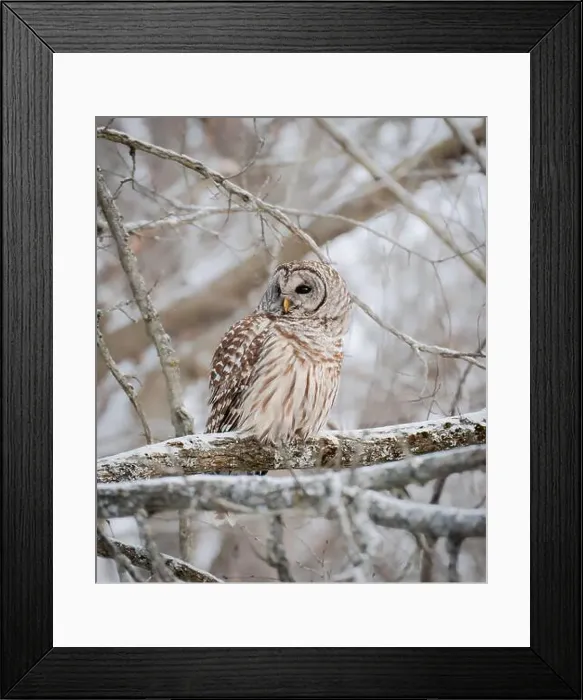 Framed Print : Close up of barred owl perched on snowy tree branch on winter day