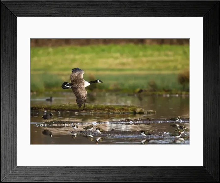 Framed Print : Canada Goose, Branta canadensis, bird in flight over winter marshes