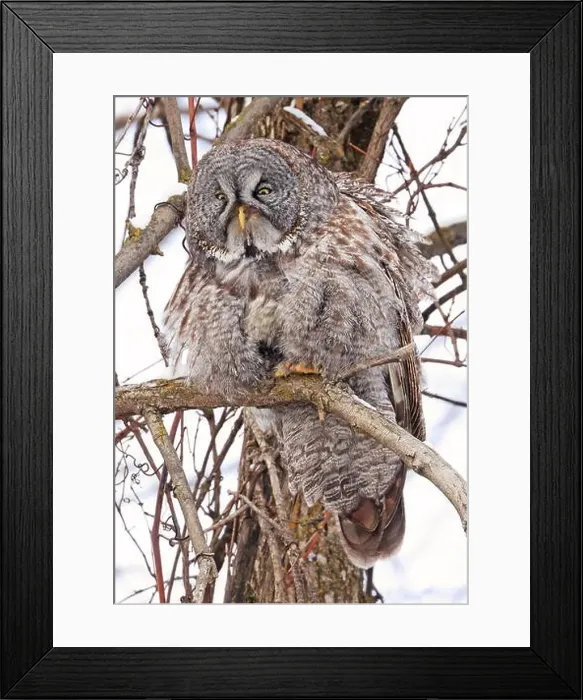 Framed Print : Great Grey Owl sitting on a tree branch in the forest, Quebec, Canada Framed Print : Great Grey Owl sitting on a tree branch in the forest, Quebec, Canada
