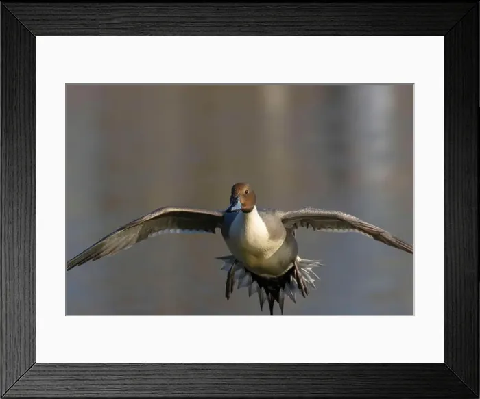 Framed Print : Northern pintail (Anas acuta), George C Reifel Migratory Bird Sanctuary, British Columbia, Canada Framed Print : Northern pintail (Anas acuta), George C Reifel Migratory Bird Sanctuary, British Columbia, Canada