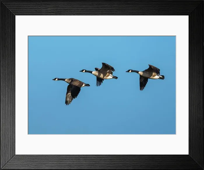 Framed Print : Canada Goose, Branta canadensis, birds in flight over winter marshes Framed Print : Canada Goose, Branta canadensis, birds in flight over winter marshes