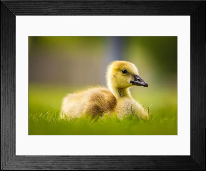 Framed Print : close up of Canada Goose gosling - branta canadensis - resting on grass with its legs tucked under its body Framed Print : close up of Canada Goose gosling - branta canadensis - resting on grass with its legs tucked under its body