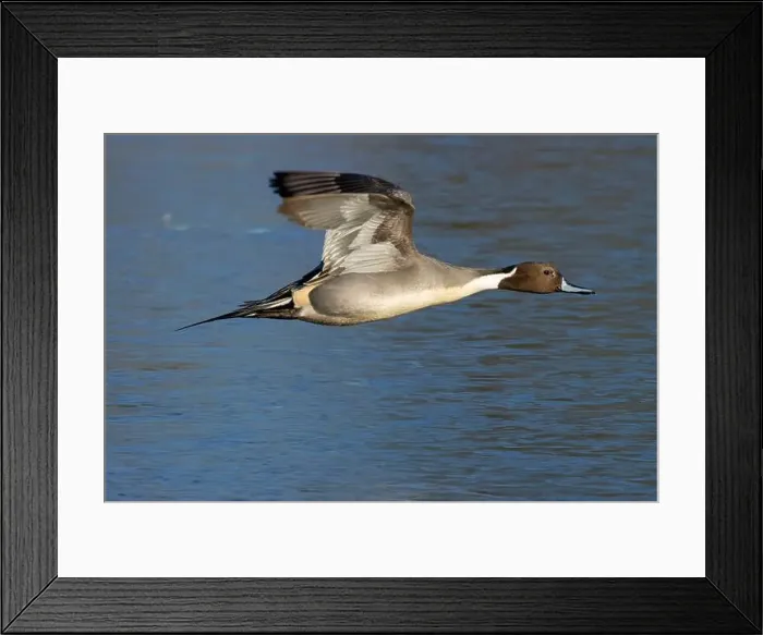 Framed Print : Northern pintail (Anas acuta), George C Reifel Migratory Bird Sanctuary, British Columbia, Canada Framed Print : Northern pintail (Anas acuta), George C Reifel Migratory Bird Sanctuary, British Columbia, Canada