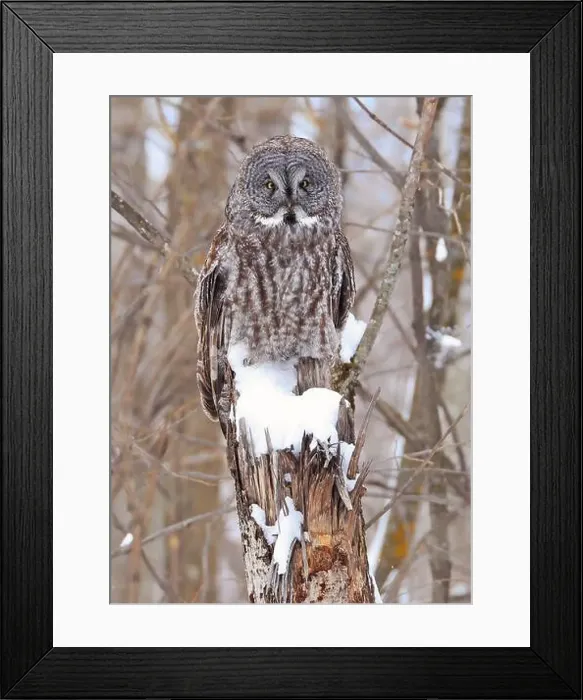 Framed Print : Great Grey Owl sitting on a tree branch in the forest, Quebec, Canada Framed Print : Great Grey Owl sitting on a tree branch in the forest, Quebec, Canada
