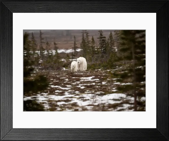 Framed Print : polar bear sow and cub walking over partially snow covered ground in November not far from Churchill Manitoba Framed Print : polar bear sow and cub walking over partially snow covered ground in November not far from Churchill Manitoba