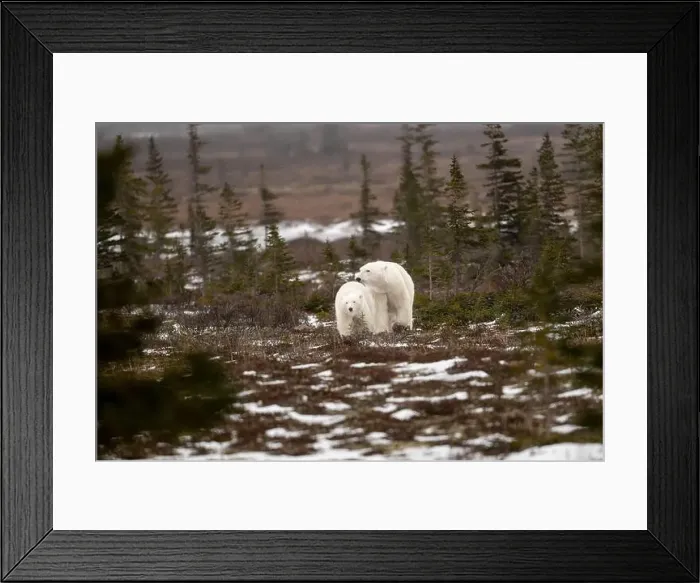 Framed Print : polar bear sow and cub walking over partially snow covered ground in November not far from Churchill Manitoba Framed Print : polar bear sow and cub walking over partially snow covered ground in November not far from Churchill Manitoba