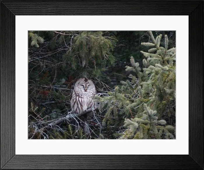 Framed Print : Barred owl resting in branches of evergreen tree on winter day Framed Print : Barred owl resting in branches of evergreen tree on winter day