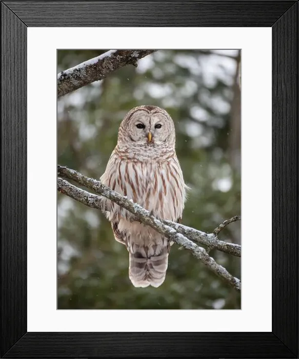 Framed Print : Close up of barred owl perched on tree branch on winter day Framed Print : Close up of barred owl perched on tree branch on winter day