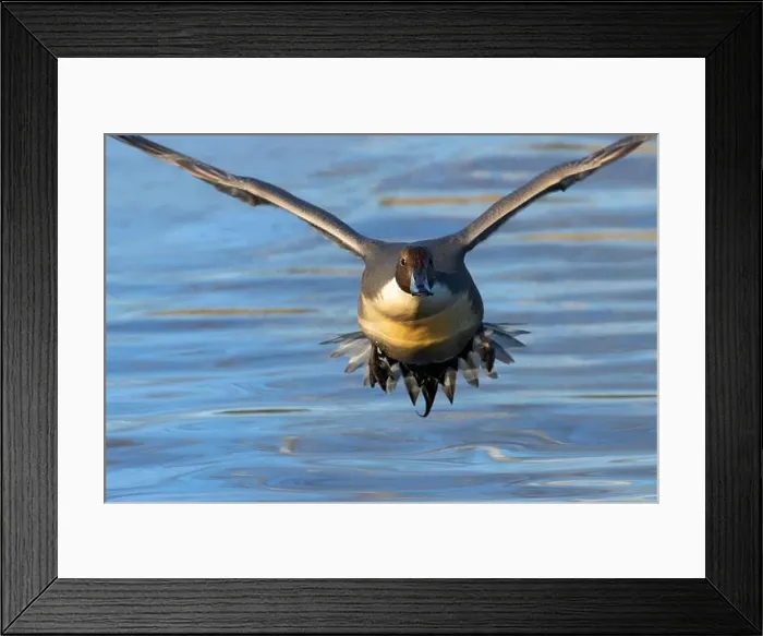 Framed Print : Northern pintail (Anas acuta), George C Reifel Migratory Bird Sanctuary, British Columbia, Canada Framed Print : Northern pintail (Anas acuta), George C Reifel Migratory Bird Sanctuary, British Columbia, Canada