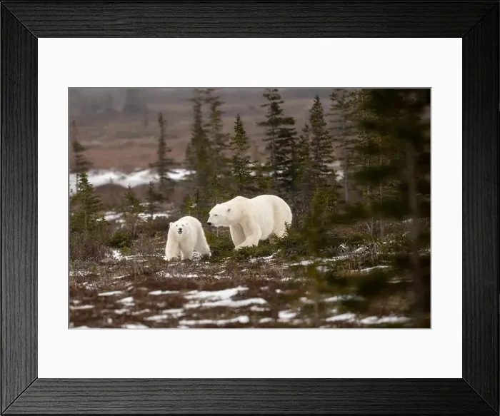 Framed Print : polar bear sow and cub walking over partially snow covered ground in November not far from Churchill Manitoba Framed Print : polar bear sow and cub walking over partially snow covered ground in November not far from Churchill Manitoba