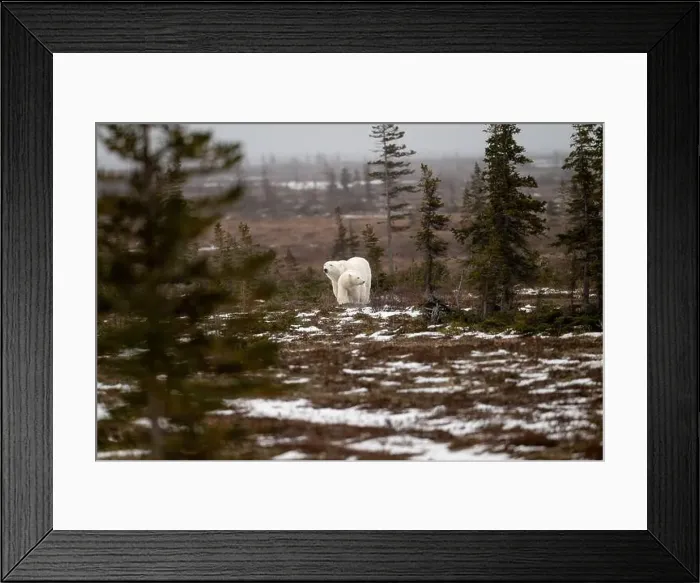 Framed Print : polar bear sow and cub walking over partially snow covered ground in November not far from Churchill Manitoba Framed Print : polar bear sow and cub walking over partially snow covered ground in November not far from Churchill Manitoba