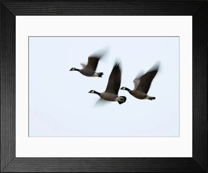 Framed Print : Canada geese (Branta canadensis) in flight at McFadden's Marsh, William Finley National Wildlife Refuge, Oregon Framed Print : Canada geese (Branta canadensis) in flight at McFadden's Marsh, William Finley National Wildlife Refuge, Oregon
