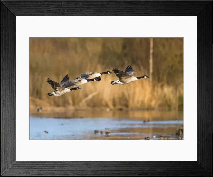 Framed Print : Canada Goose, Branta canadensis, birds in flight over winter marshes