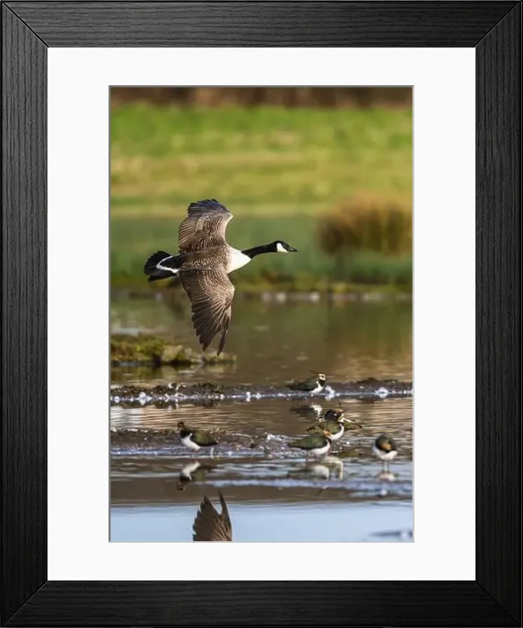 Framed Print : Canada Goose, Branta canadensis, bird in flight over winter marshes Framed Print : Canada Goose, Branta canadensis, bird in flight over winter marshes