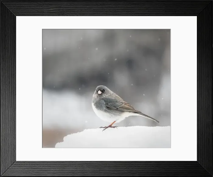 Framed Print : Close up of grey junco bird standing on snow on winter day Framed Print : Close up of grey junco bird standing on snow on winter day