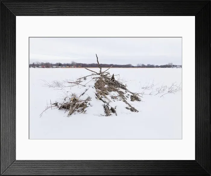 Framed Print : Nature, beaver habitat, Province of Quebec, Canada, North America