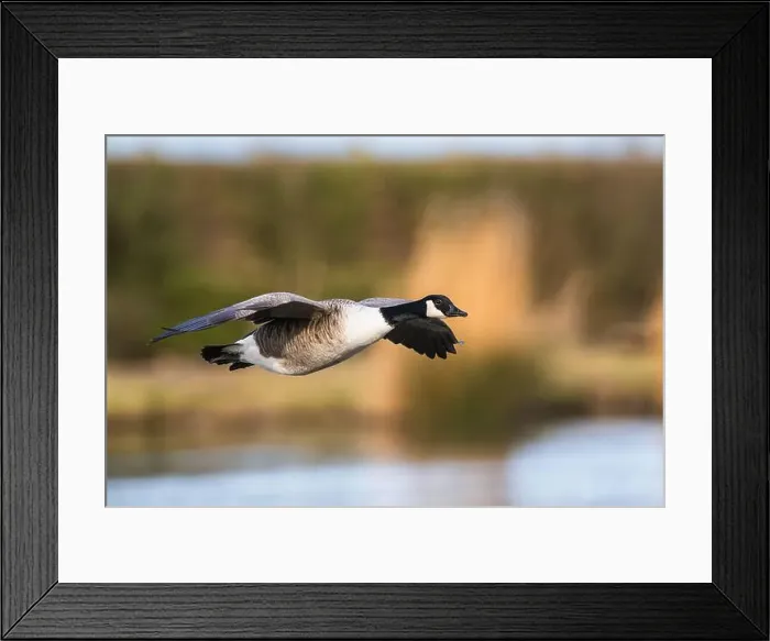 Framed Print : Canada Goose, Branta canadensis, bird in flight over winter marshes Framed Print : Canada Goose, Branta canadensis, bird in flight over winter marshes