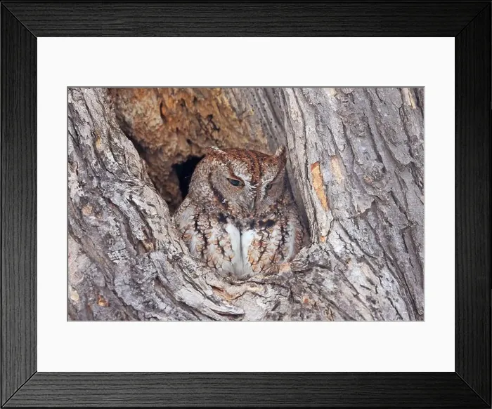 Framed Print : Screech owl standing on a tree hole trunk, Quebec, Canada Framed Print : Screech owl standing on a tree hole trunk, Quebec, Canada