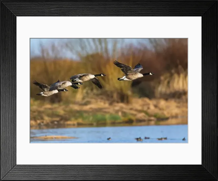 Framed Print : Canada Goose, Branta canadensis, birds in flight over winter marshes