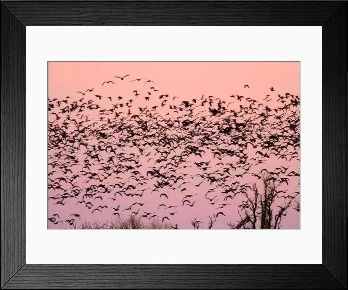 Framed Print : Canada geese (Branta canadensis) blur in dawn flight at McFadden's Marsh Framed Print : Canada geese (Branta canadensis) blur in dawn flight at McFadden's Marsh