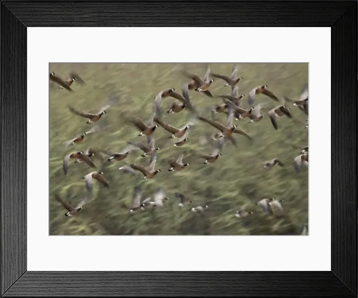Framed Print : Canada geese (Branta canadensis) in flight at McFadden's Marsh, William Finley National Wildlife Refuge, Oregon Framed Print : Canada geese (Branta canadensis) in flight at McFadden's Marsh, William Finley National Wildlife Refuge, Oregon
