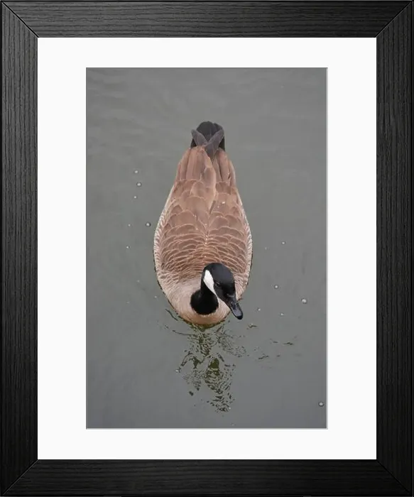 Framed Print : Canada Goose in the Pond Framed Print : Canada Goose in the Pond