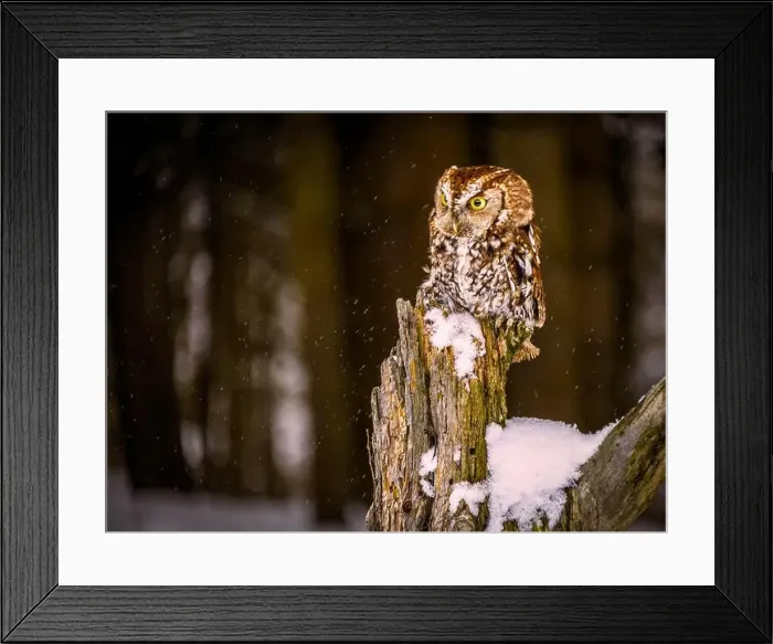 Framed Print : eastern screech-owl perched on post at winter time on snowy day Framed Print : eastern screech-owl perched on post at winter time on snowy day