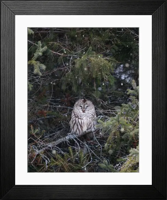Framed Print : Barred owl resting in branches of evergreen tree on winter day Framed Print : Barred owl resting in branches of evergreen tree on winter day