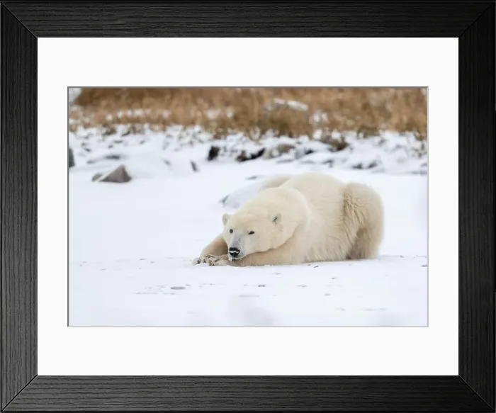 Framed Print : A young polar bear laying down and resting on snow covered ground hear the shore of Hudson Bay outside of Churchill Framed Print : A young polar bear laying down and resting on snow covered ground hear the shore of Hudson Bay outside of Churchill