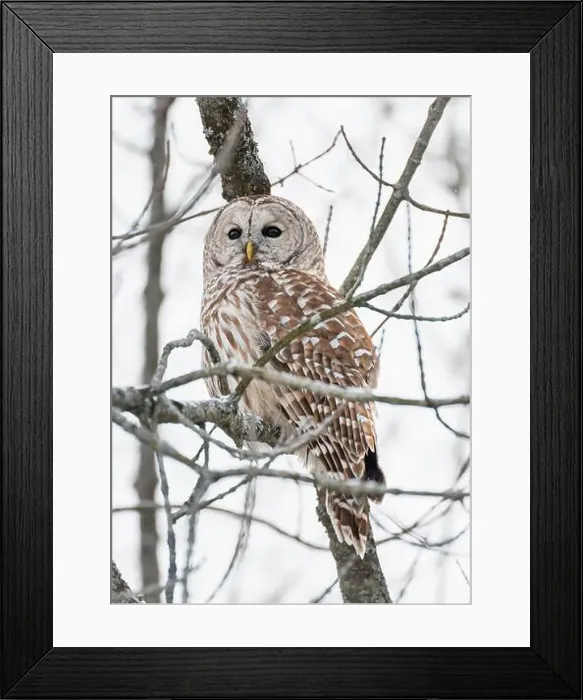 Framed Print : Close up of barred owl perched on tree branch on winter day Framed Print : Close up of barred owl perched on tree branch on winter day