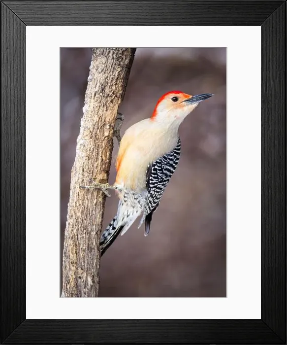 Framed Print : A male Red-bellied woodpecker on a branch in winter Framed Print : A male Red-bellied woodpecker on a branch in winter