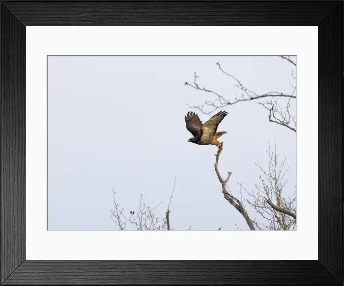 Framed Print : A red-tailed hawk Buteo jamaicensis flies from a tree branch to persue prey Framed Print : A red-tailed hawk Buteo jamaicensis flies from a tree branch to persue prey