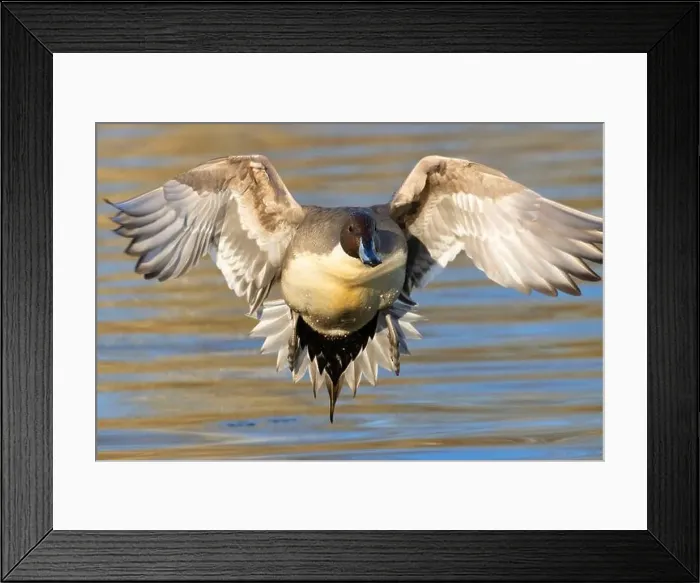 Framed Print : Northern pintail (Anas acuta), George C Reifel Migratory Bird Sanctuary, British Columbia, Canada Framed Print : Northern pintail (Anas acuta), George C Reifel Migratory Bird Sanctuary, British Columbia, Canada