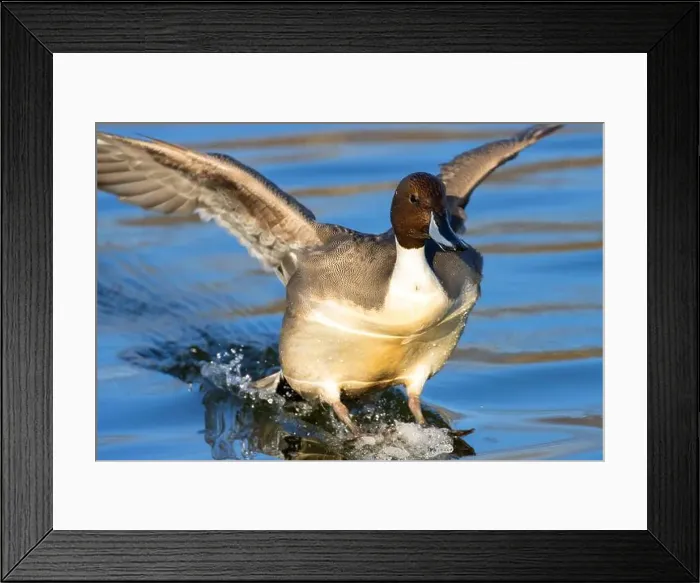 Framed Print : Northern pintail (Anas acuta), George C Reifel Migratory Bird Sanctuary, British Columbia, Canada Framed Print : Northern pintail (Anas acuta), George C Reifel Migratory Bird Sanctuary, British Columbia, Canada