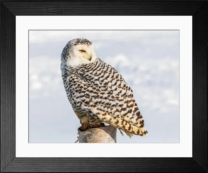 Framed Print : Snowy owl (Bubo scandiacus) perching on a pole on a cold winter morning, Southern Ontario Framed Print : Snowy owl (Bubo scandiacus) perching on a pole on a cold winter morning, Southern Ontario
