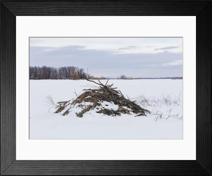 Framed Print : Nature, beaver habitat, Province of Quebec, Canada, North America Framed Print : Nature, beaver habitat, Province of Quebec, Canada, North America