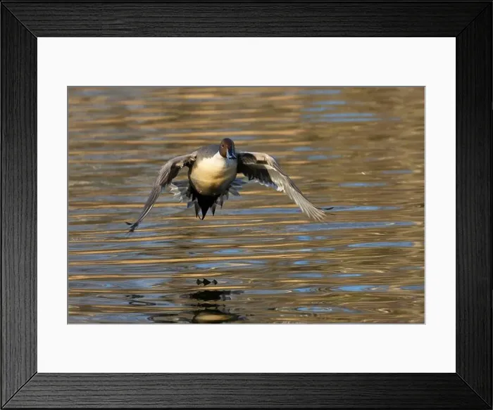 Framed Print : Northern pintail (Anas acuta), George C Reifel Migratory Bird Sanctuary, British Columbia, Canada Framed Print : Northern pintail (Anas acuta), George C Reifel Migratory Bird Sanctuary, British Columbia, Canada