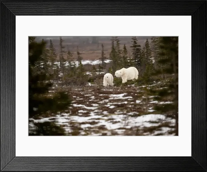 Framed Print : polar bear sow and cub walking over partially snow covered ground in November not far from Churchill Manitoba Framed Print : polar bear sow and cub walking over partially snow covered ground in November not far from Churchill Manitoba